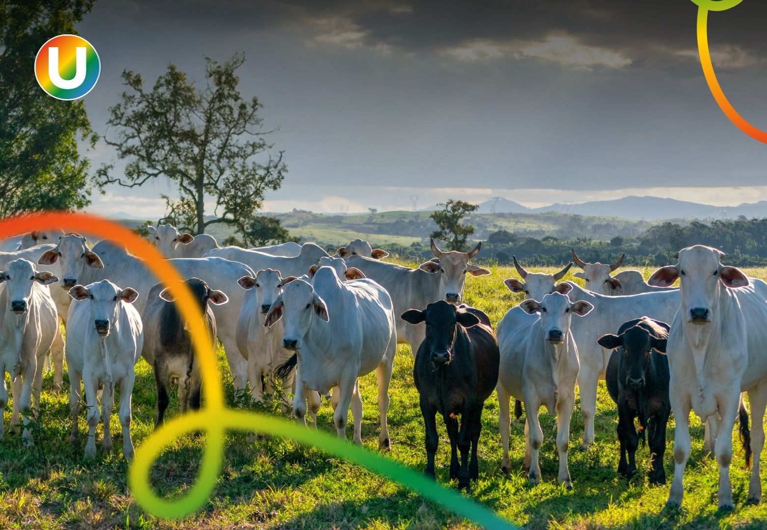 El escalamiento del abigeato en el Atlántico